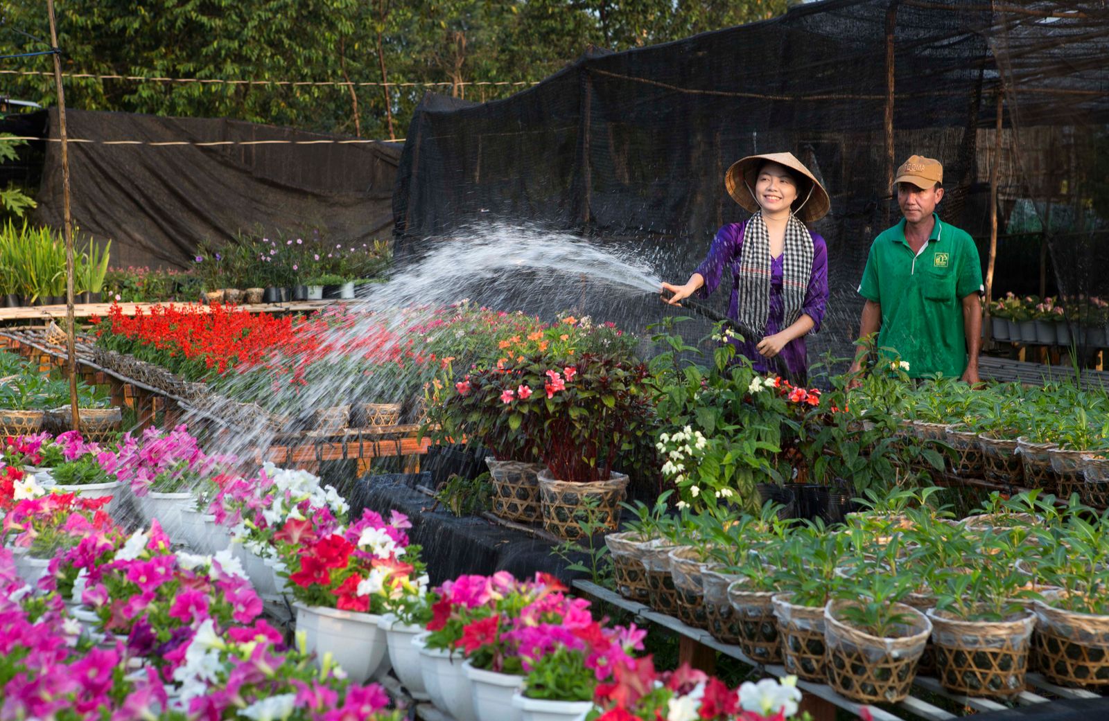 Gardener watering colourful potted flowers